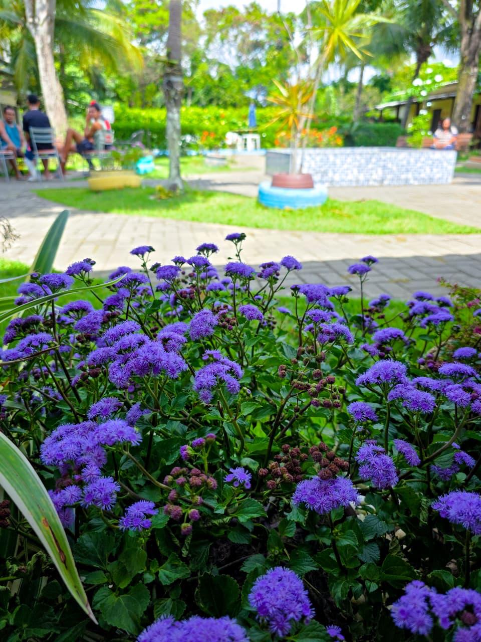 Flores roxas no jardim