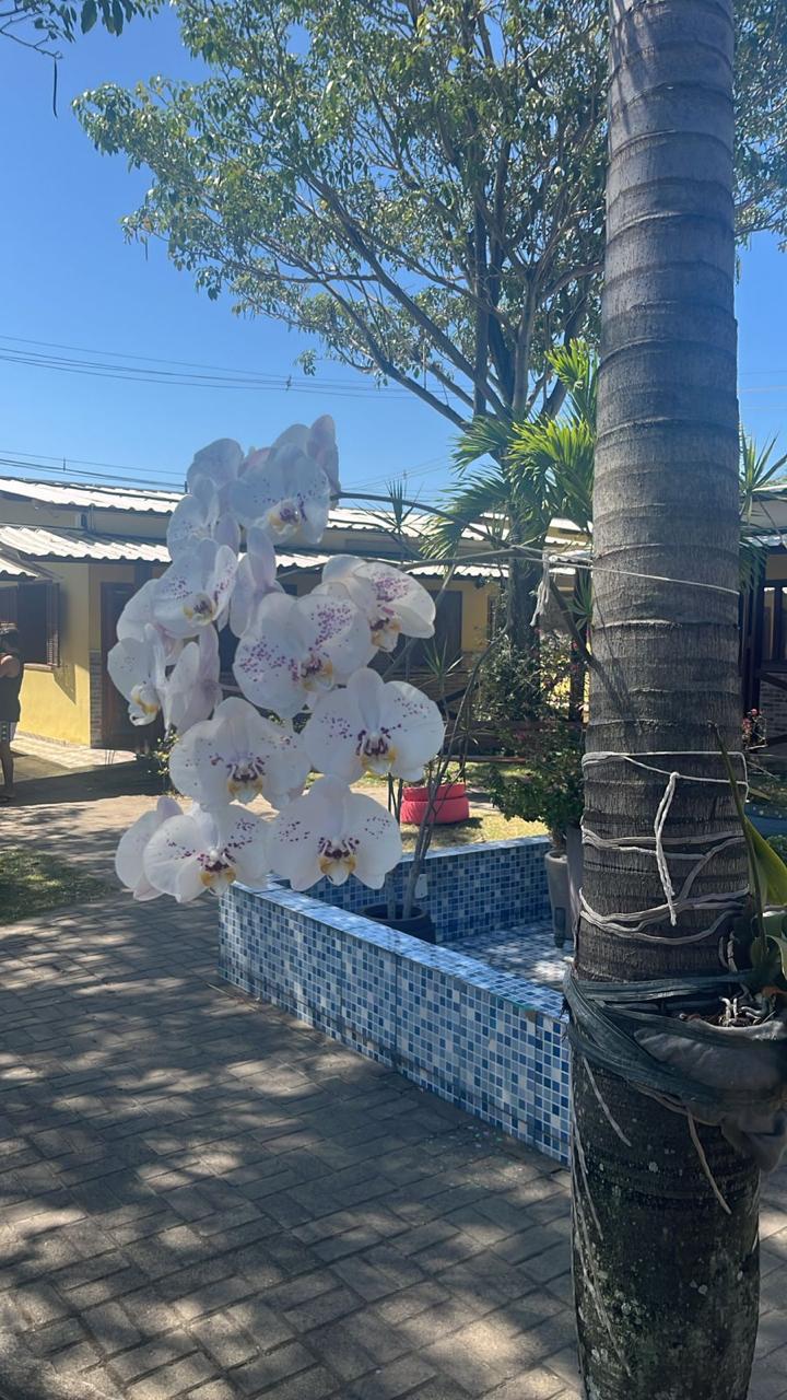 Orquídeas no pátio