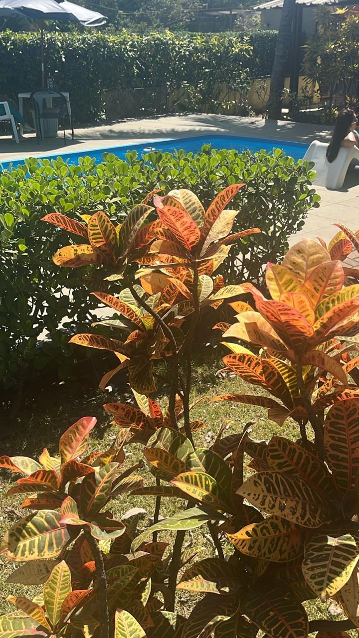 Plantas junto à piscina